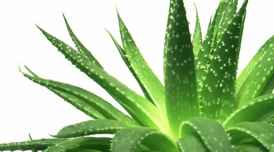 美國(guó)益生菌膠囊蘆薈提取物OEM代加工